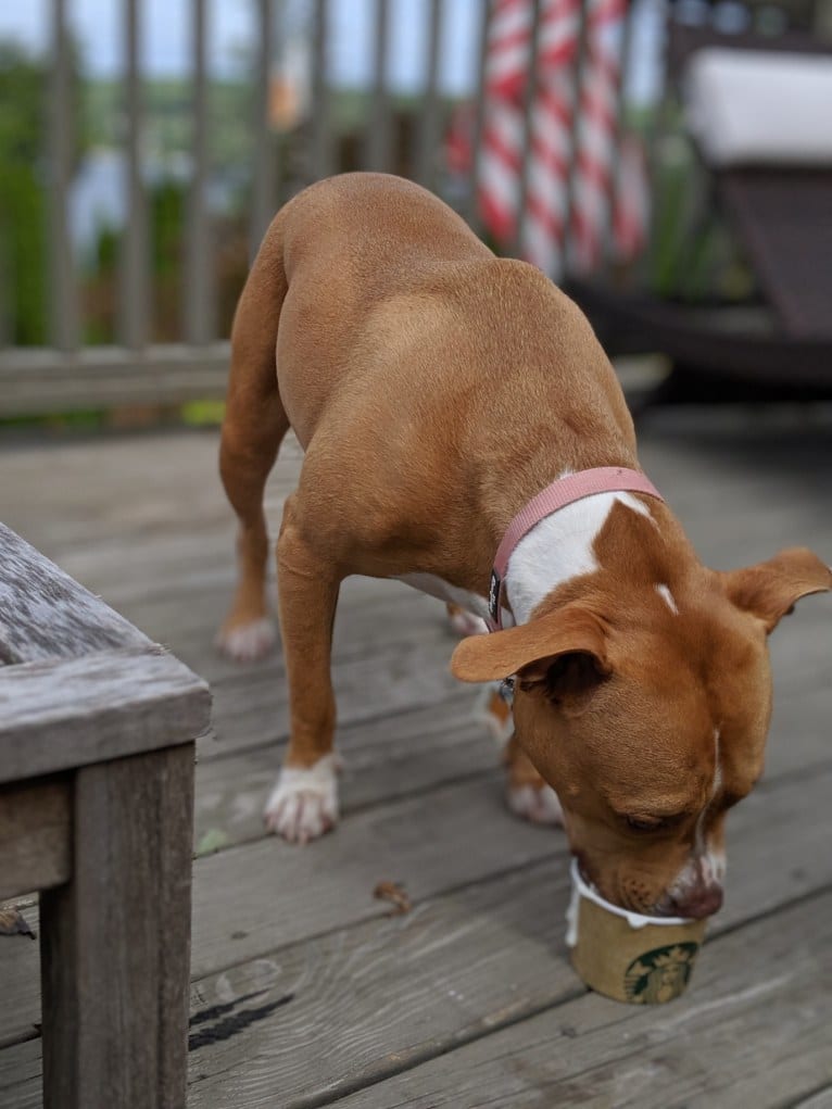 Bella, an American Bully tested with EmbarkVet.com