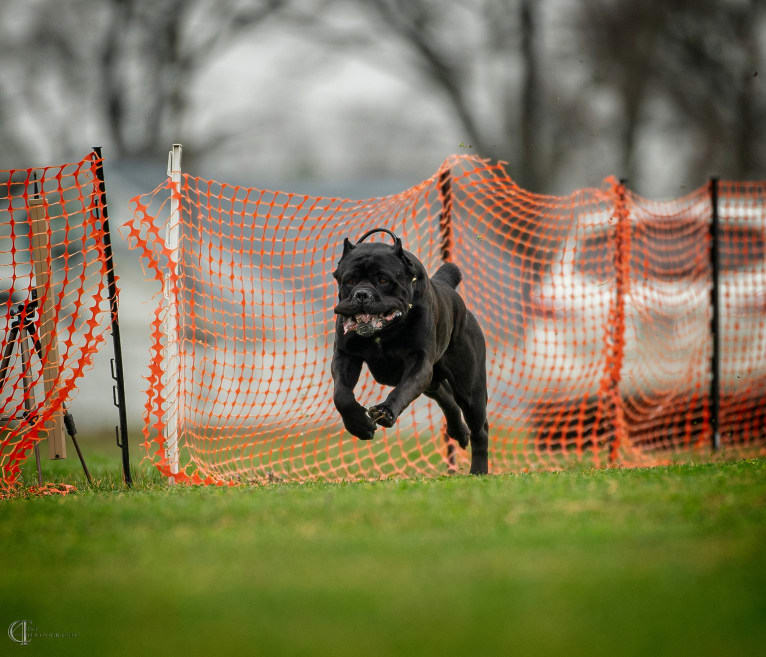 Diesel, a Cane Corso tested with EmbarkVet.com