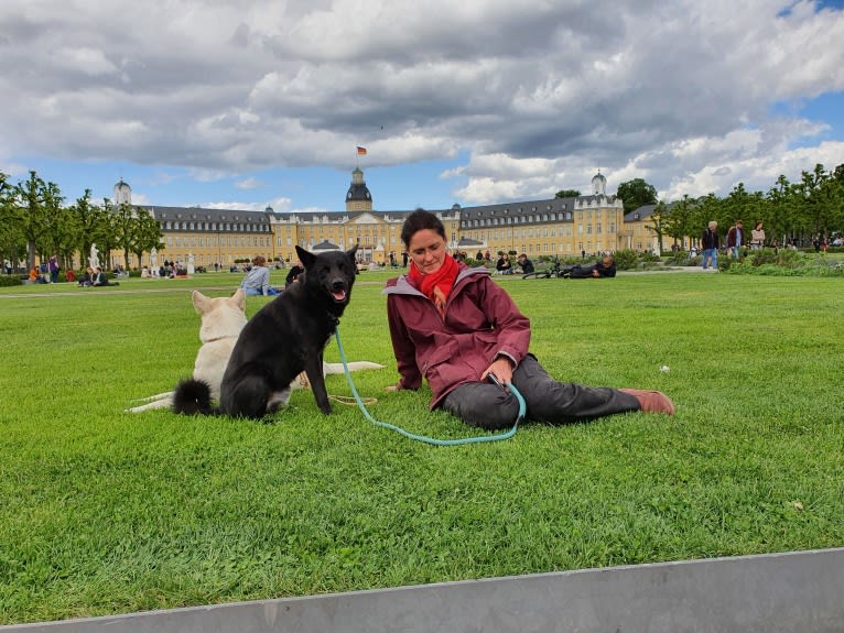 Moshae, a Canaan Dog tested with EmbarkVet.com