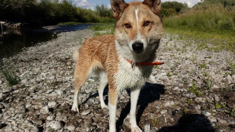 Naida, a West Siberian Laika tested with EmbarkVet.com