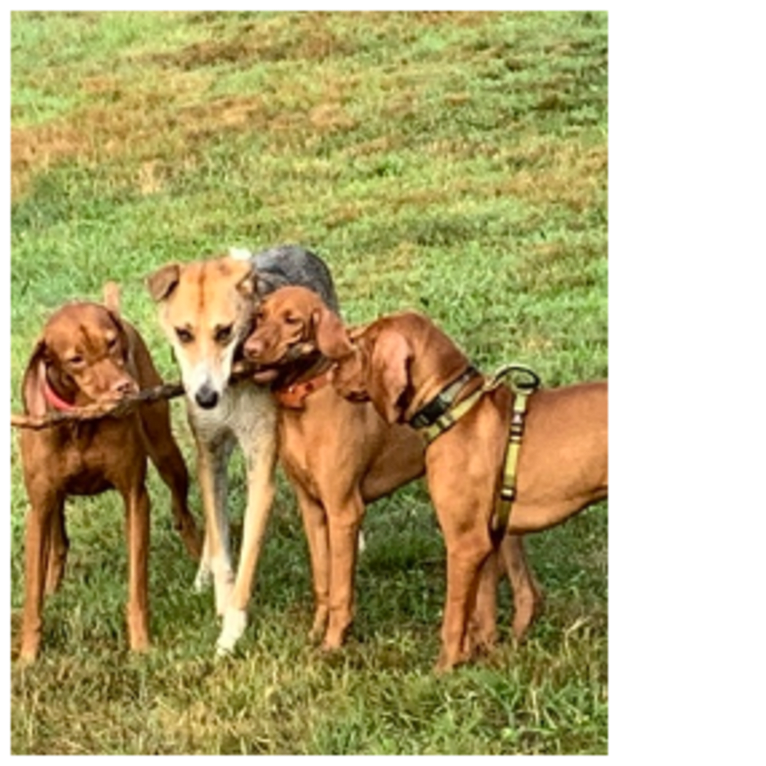 Baxter, a Mountain Cur and West Siberian Laika mix tested with EmbarkVet.com