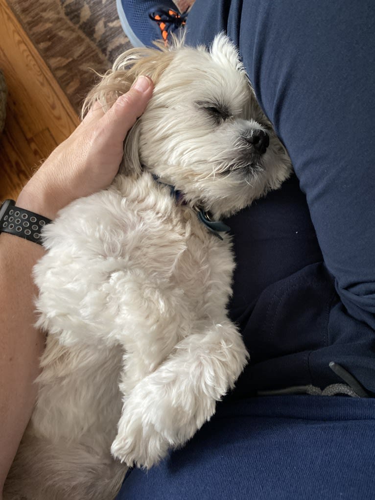 Leo, a Shih Tzu tested with EmbarkVet.com