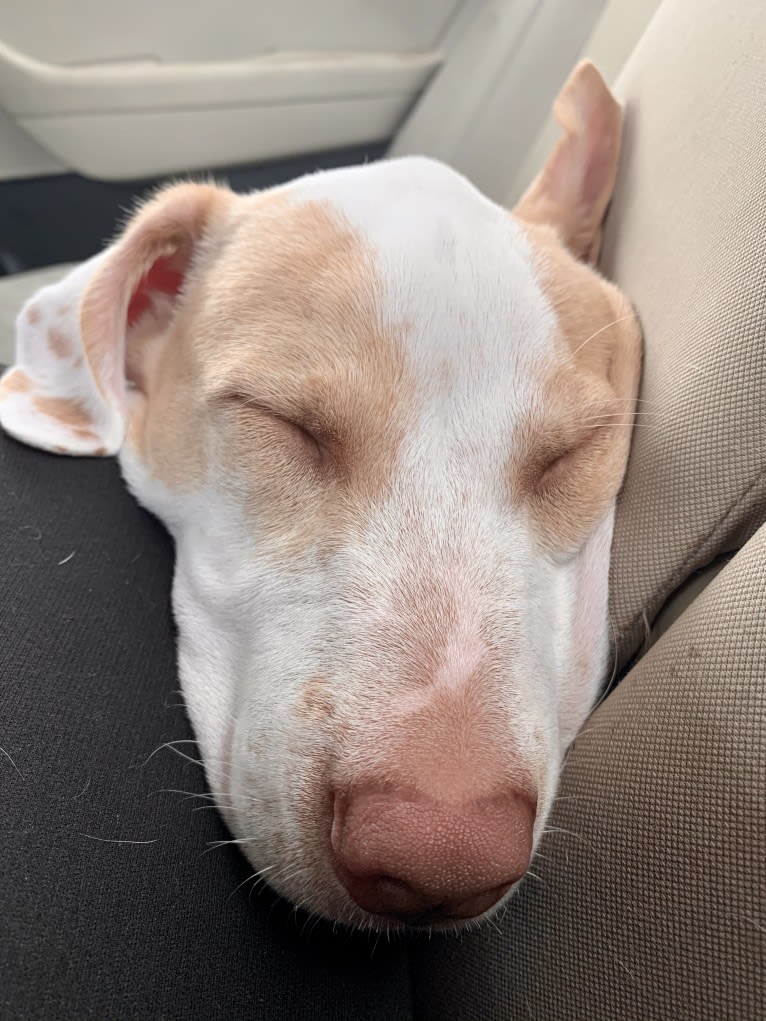 Casper, an American Pit Bull Terrier and Labrador Retriever mix tested with EmbarkVet.com