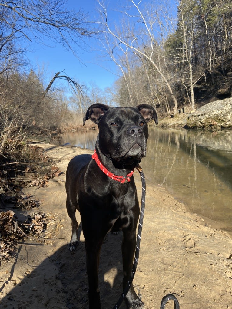 Zhala, a Cane Corso and American Pit Bull Terrier mix tested with EmbarkVet.com