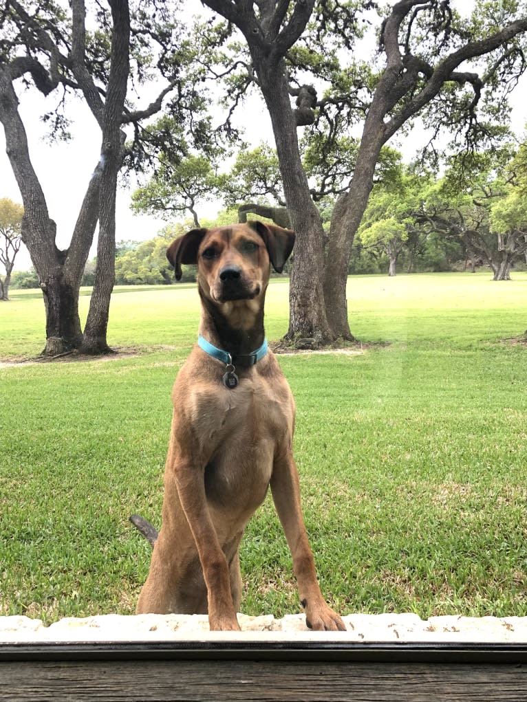 Photo of Ellie Mae, an American Pit Bull Terrier, Doberman Pinscher, and Chihuahua mix in Katy, Texas, USA