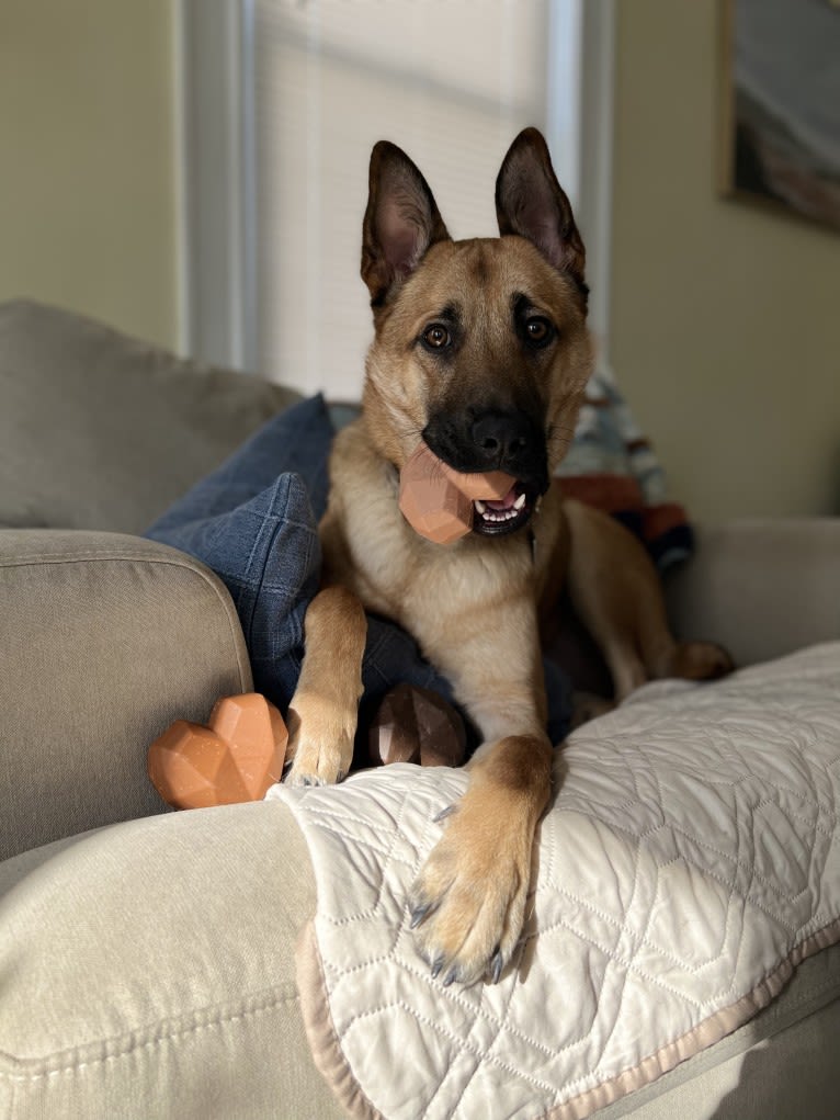 Everhett, a German Shepherd Dog and Australian Cattle Dog mix tested with EmbarkVet.com