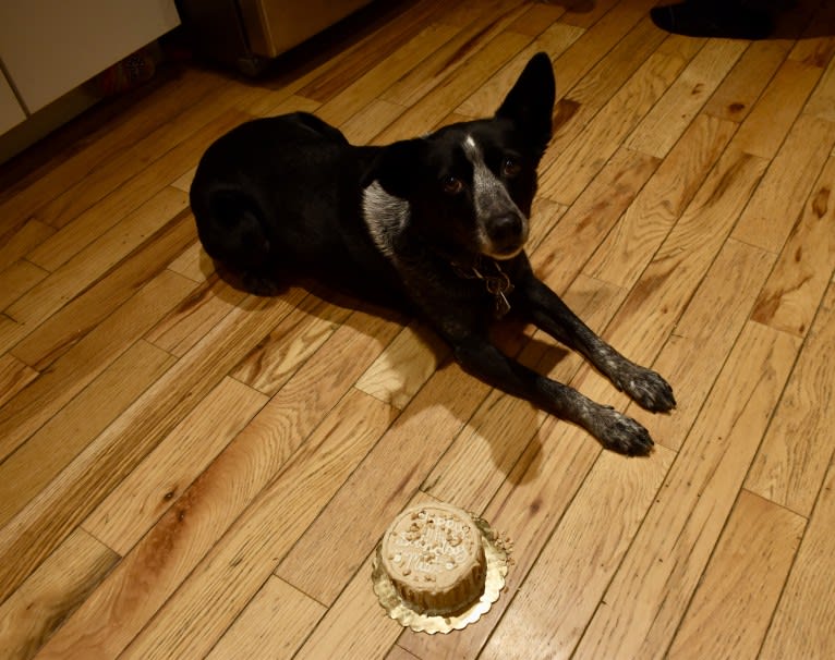 Mist, an Australian Cattle Dog and Australian Shepherd mix tested with EmbarkVet.com