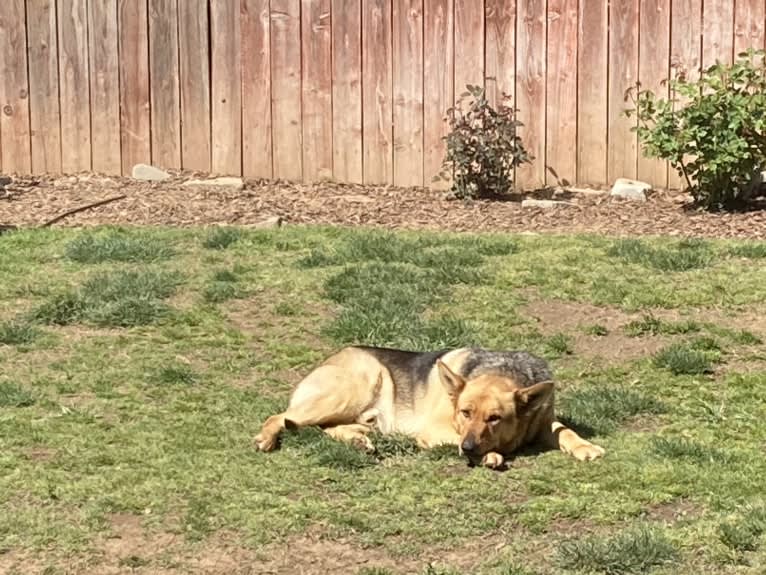 Lukas, a German Shepherd Dog and Australian Cattle Dog mix tested with EmbarkVet.com