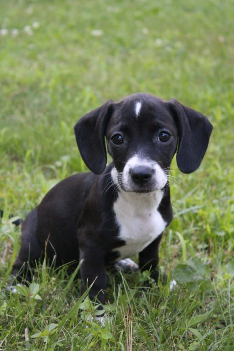 Dashuri, a Dachshund and Staffordshire Terrier mix tested with EmbarkVet.com