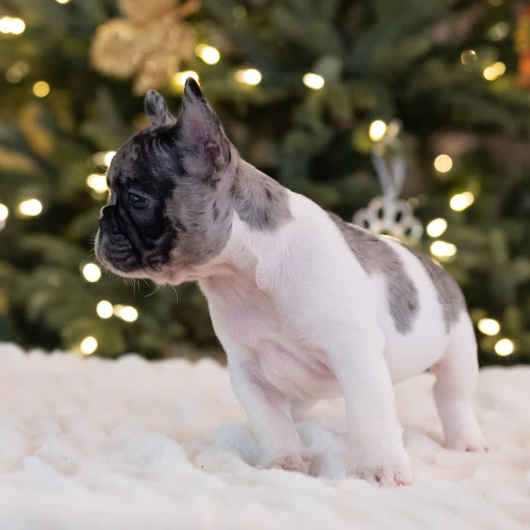 Macho, a French Bulldog tested with EmbarkVet.com