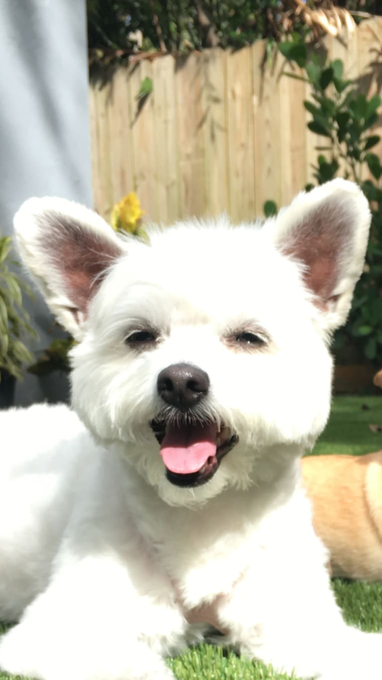 JOJO, an American Eskimo Dog and Poodle (Small) mix tested with EmbarkVet.com