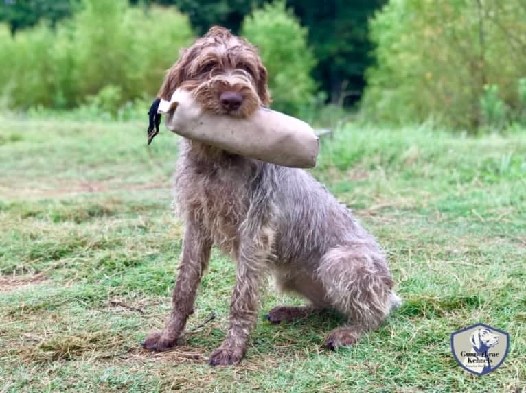 ARYA, a German Wirehaired Pointer tested with EmbarkVet.com