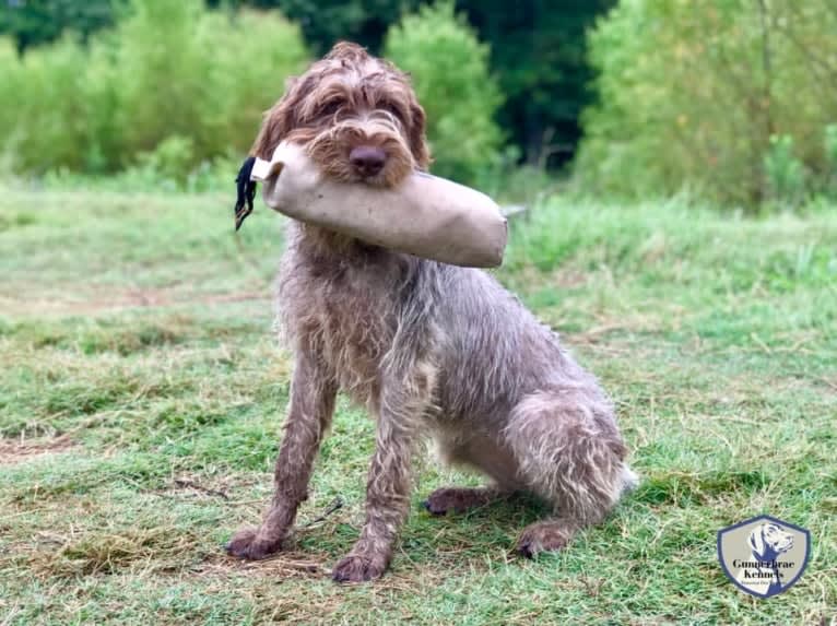 ARYA, a German Wirehaired Pointer tested with EmbarkVet.com