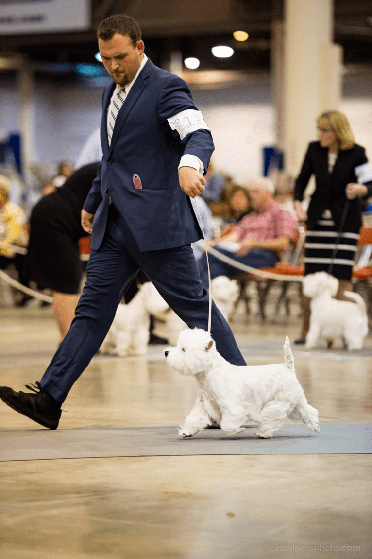 Summer, a West Highland White Terrier tested with EmbarkVet.com