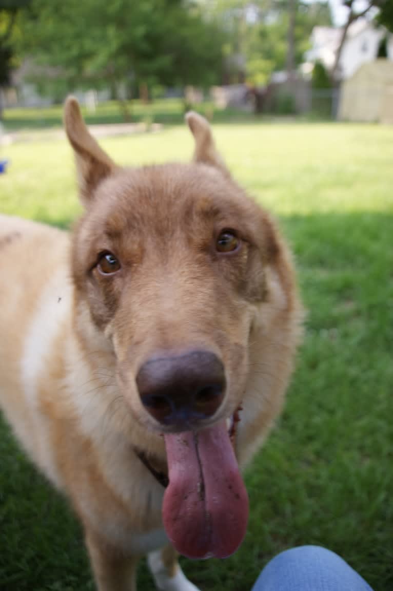 Duvel, a Gerberian Shepsky (18.8% unresolved) tested with EmbarkVet.com