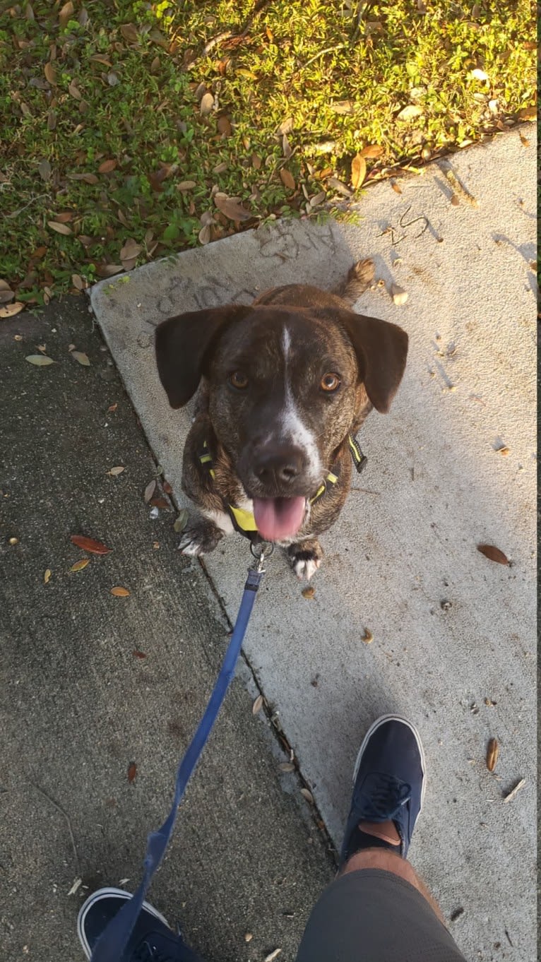 Akira, a Labrador Retriever and Australian Cattle Dog mix tested with EmbarkVet.com