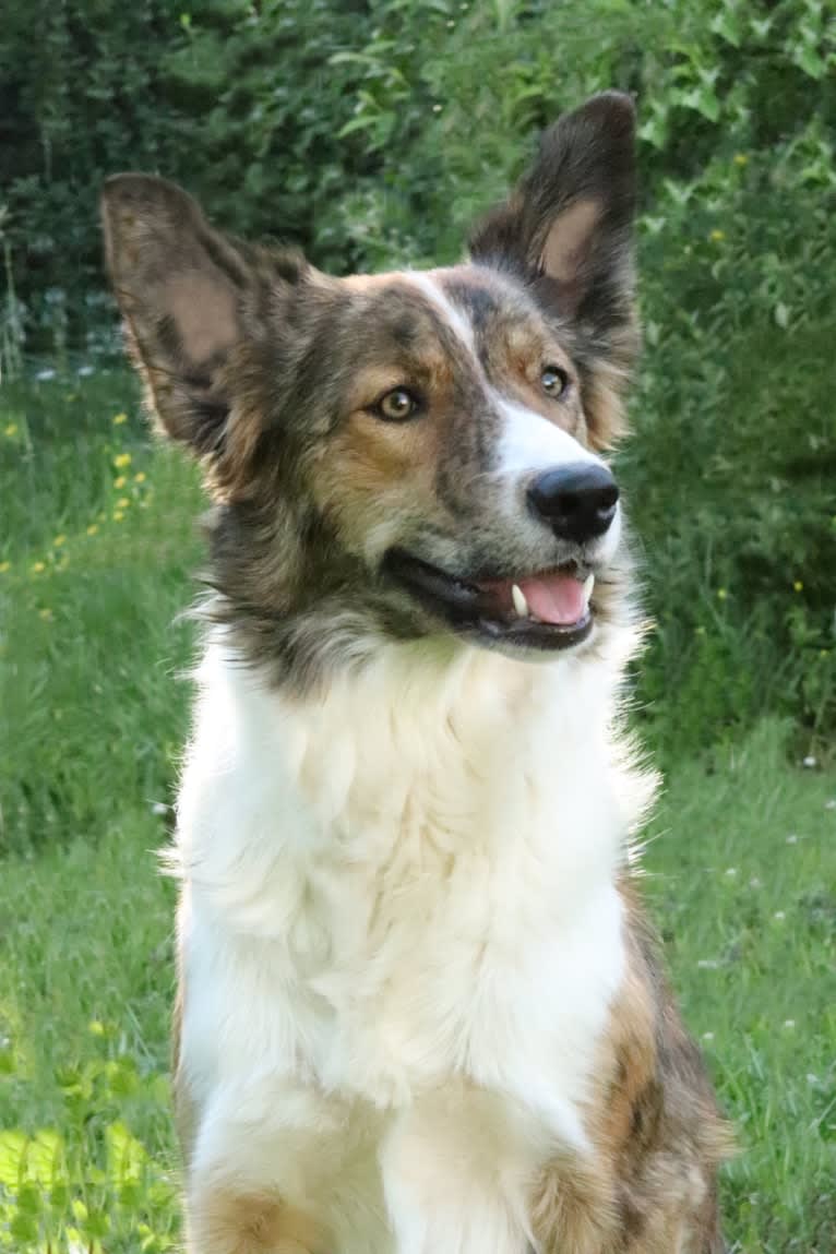 Bindi, a Border Collie tested with EmbarkVet.com