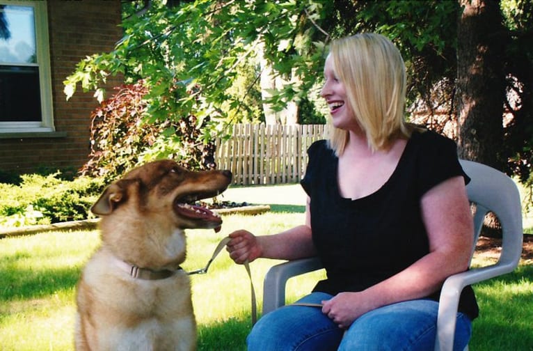 Duvel, a Gerberian Shepsky (18.8% unresolved) tested with EmbarkVet.com
