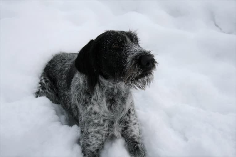 Lili, a German Wirehaired Pointer tested with EmbarkVet.com