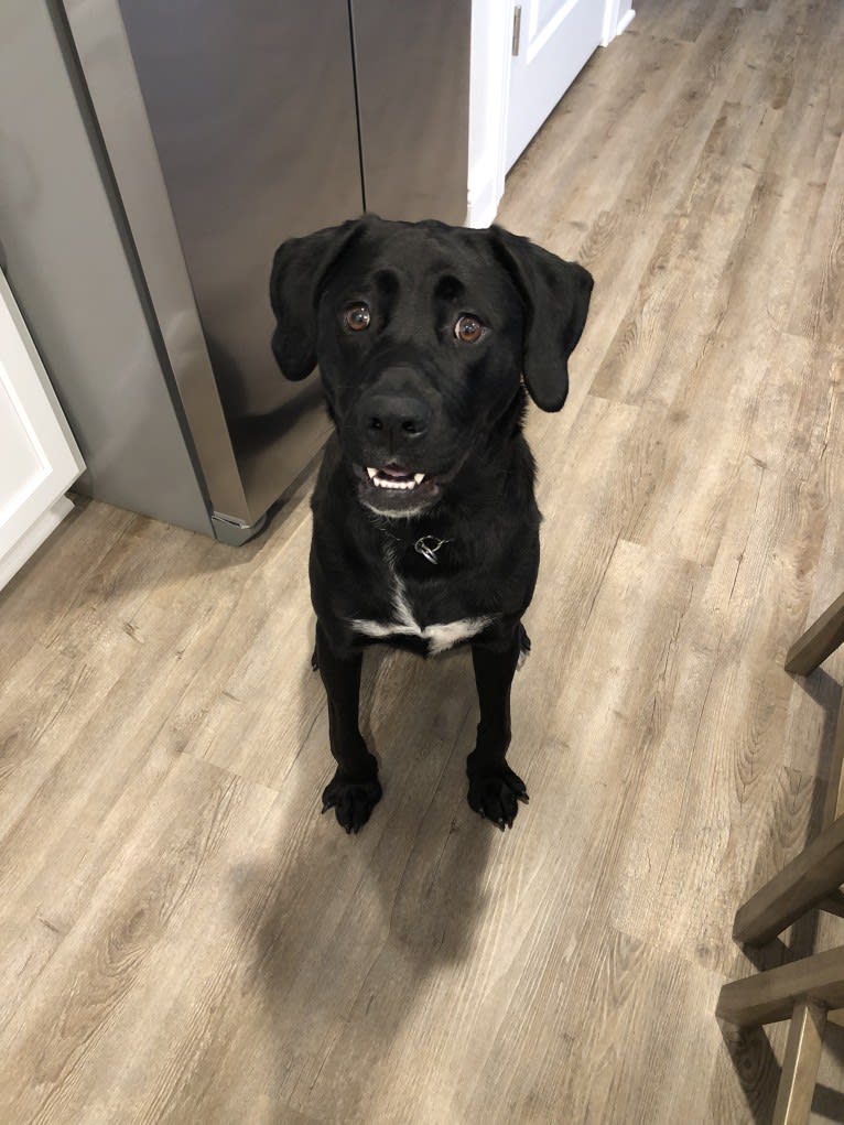 Remi, a Newfoundland and American Pit Bull Terrier mix tested with EmbarkVet.com