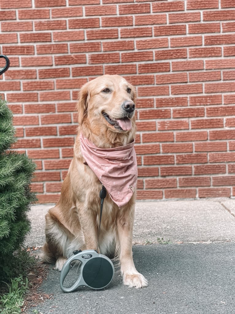 Marley, a Golden Retriever tested with EmbarkVet.com