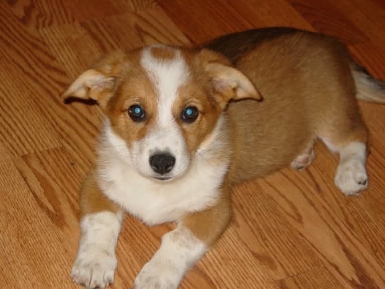 Wizard, a Pembroke Welsh Corgi and Border Collie mix tested with EmbarkVet.com