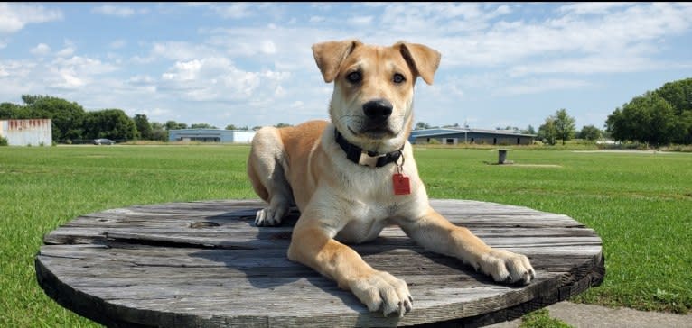 Bones, a Carolina Dog tested with EmbarkVet.com