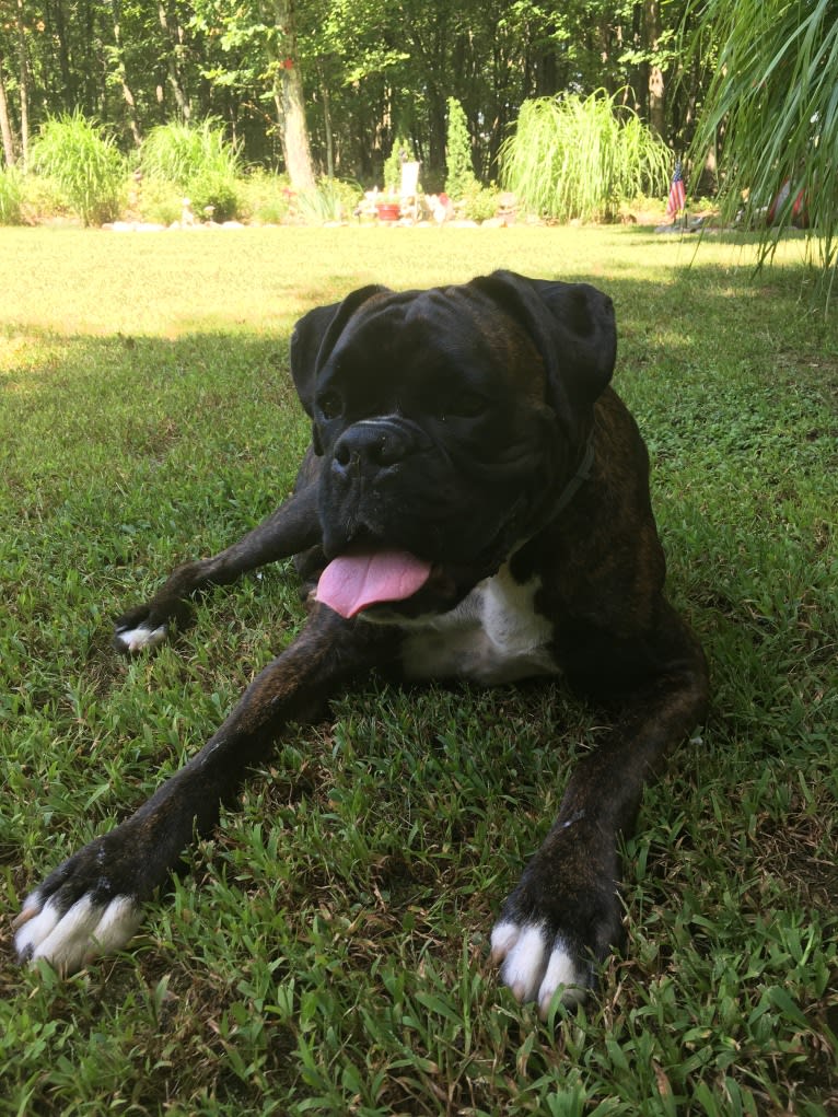 Murray, a Boxer tested with EmbarkVet.com