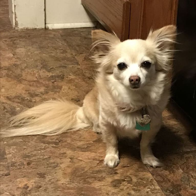 Rosie Marie, a Chihuahua and Pomeranian mix tested with EmbarkVet.com