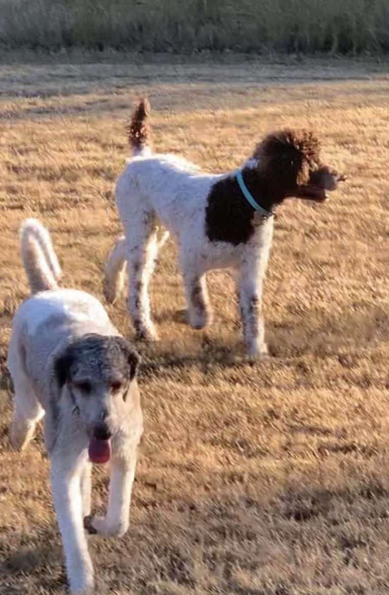 George, a Poodle (Standard) tested with EmbarkVet.com