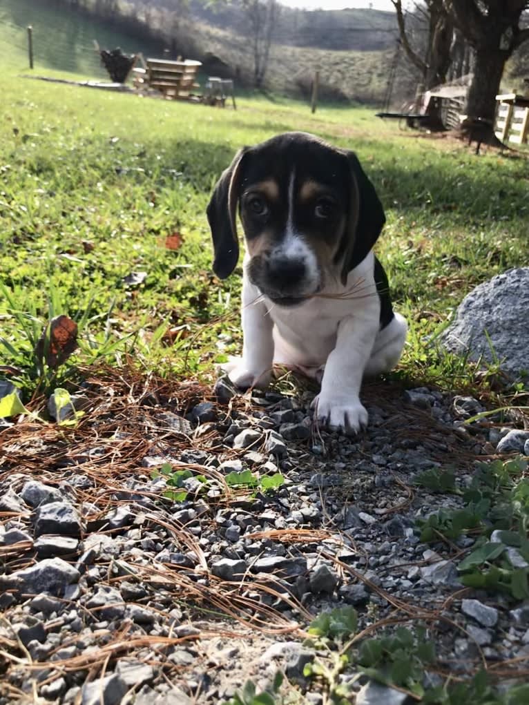 Bandit, a Treeing Walker Coonhound and Beagle mix tested with EmbarkVet.com