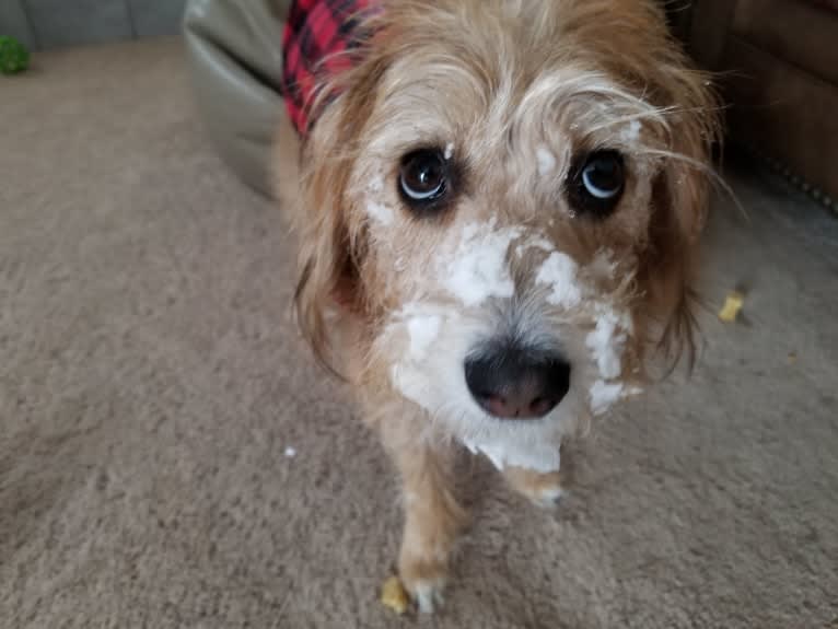 Gracie, a Beagle and Poodle (Small) mix tested with EmbarkVet.com