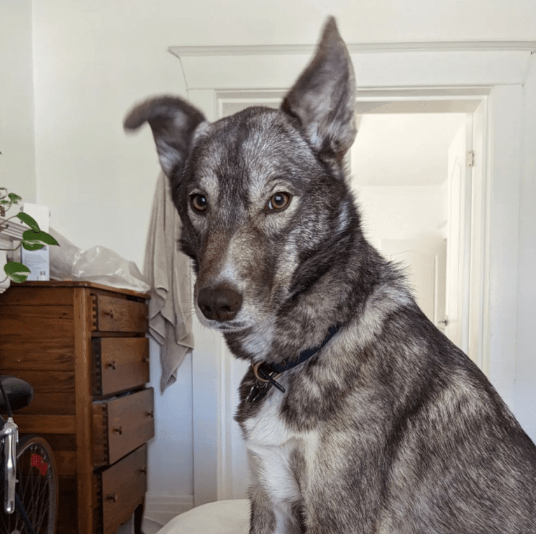 Freya, a Siberian Husky and Alaskan Malamute mix tested with EmbarkVet.com