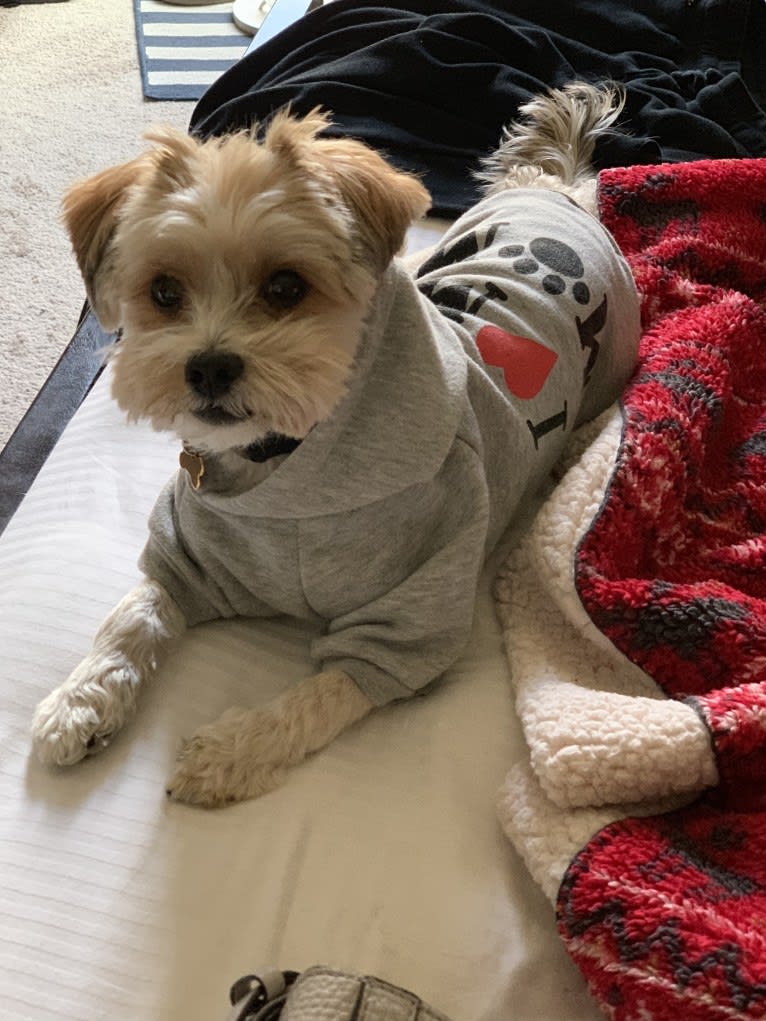 Toby, a Yorkshire Terrier and Poodle (Small) mix tested with EmbarkVet.com