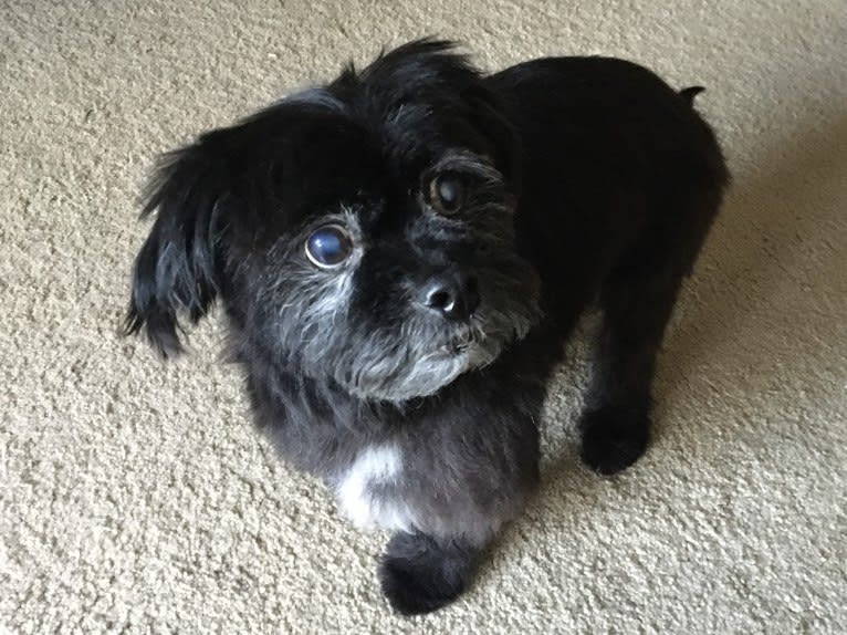 Photo of Biscuit, a Malshi (16.7% unresolved) in Kentfield, California, USA
