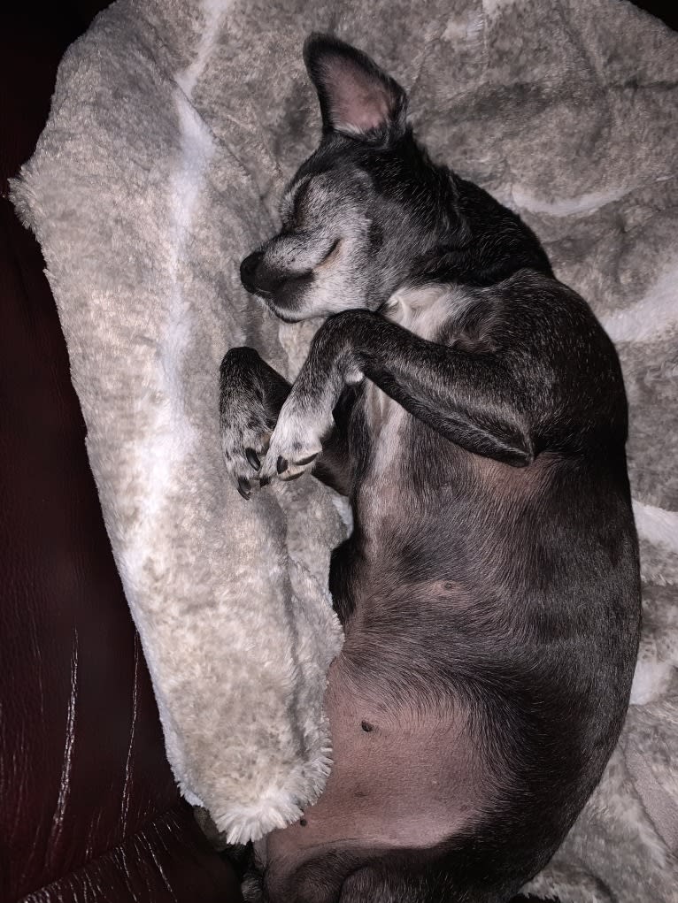 Serena Lorena, a Chihuahua and Pekingese mix tested with EmbarkVet.com