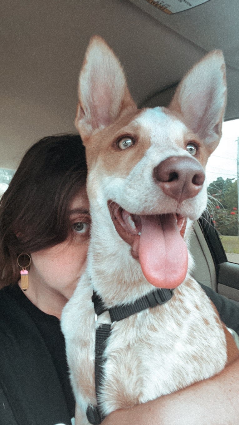 Lou, an Australian Cattle Dog and Australian Shepherd mix tested with EmbarkVet.com