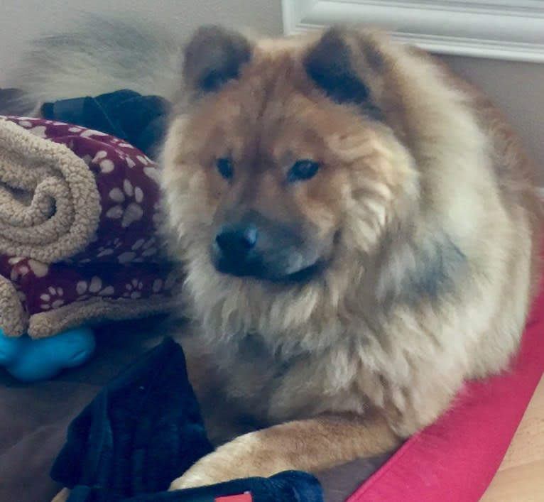 Satchmo, a Chow Chow tested with EmbarkVet.com