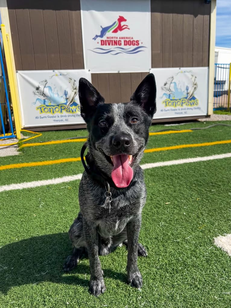 Bring the Heat, an Australian Cattle Dog tested with EmbarkVet.com