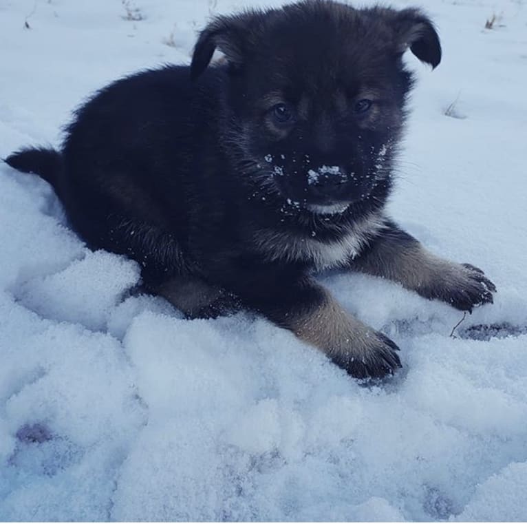 Echo, a German Shepherd Dog and Siberian Husky mix tested with EmbarkVet.com