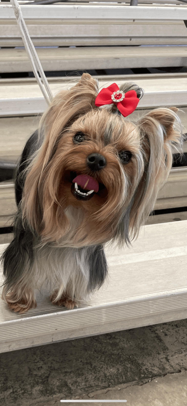 Sasha, a Yorkshire Terrier tested with EmbarkVet.com