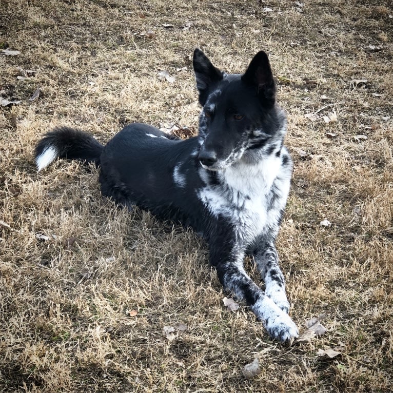 Chinook, a German Shepherd Dog and Siberian Husky mix tested with EmbarkVet.com