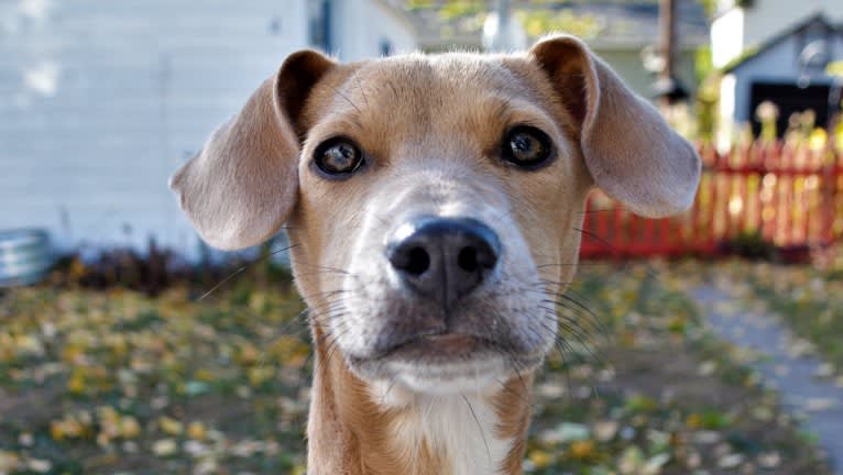 Lila, an American Pit Bull Terrier and Labrador Retriever mix tested with EmbarkVet.com