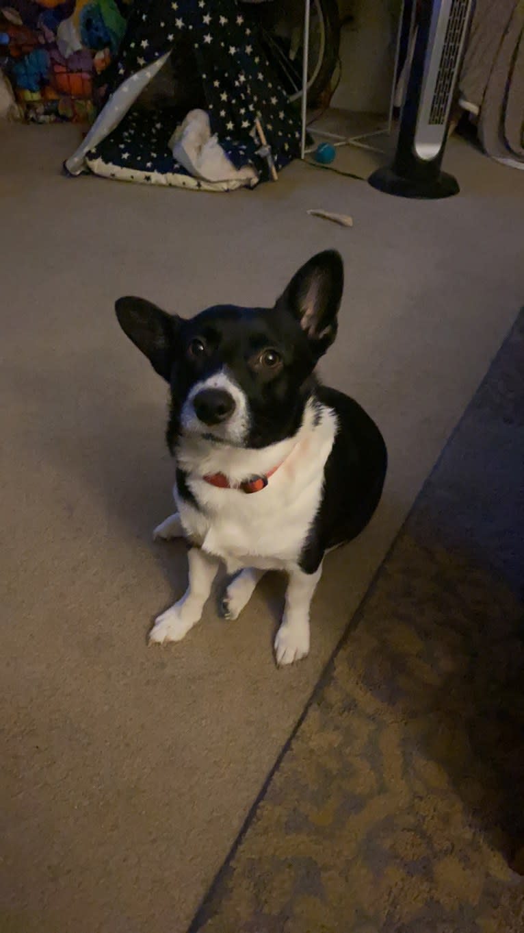 Cooper, a Pembroke Welsh Corgi and Russell-type Terrier mix tested with EmbarkVet.com