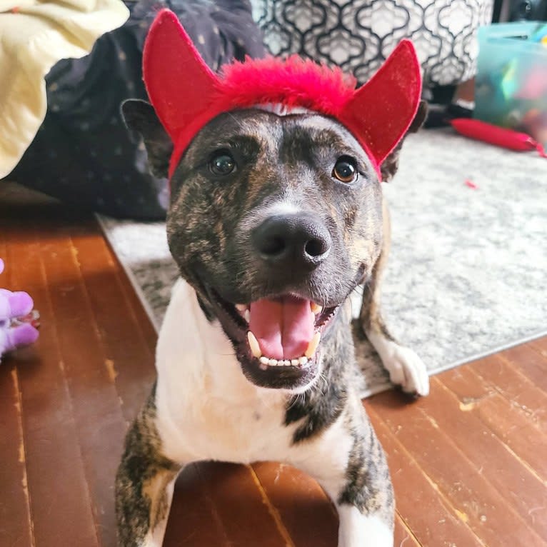 Latke, an American Pit Bull Terrier and Australian Cattle Dog mix tested with EmbarkVet.com