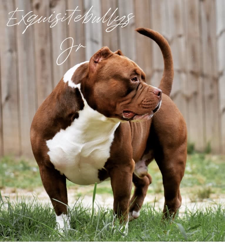 JJ, an American Bully tested with EmbarkVet.com
