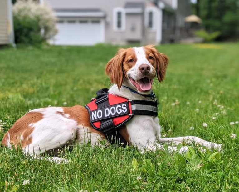 Oliver, a Brittany tested with EmbarkVet.com