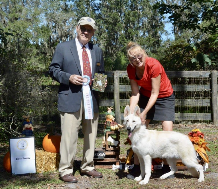 Winter, a White Shepherd tested with EmbarkVet.com