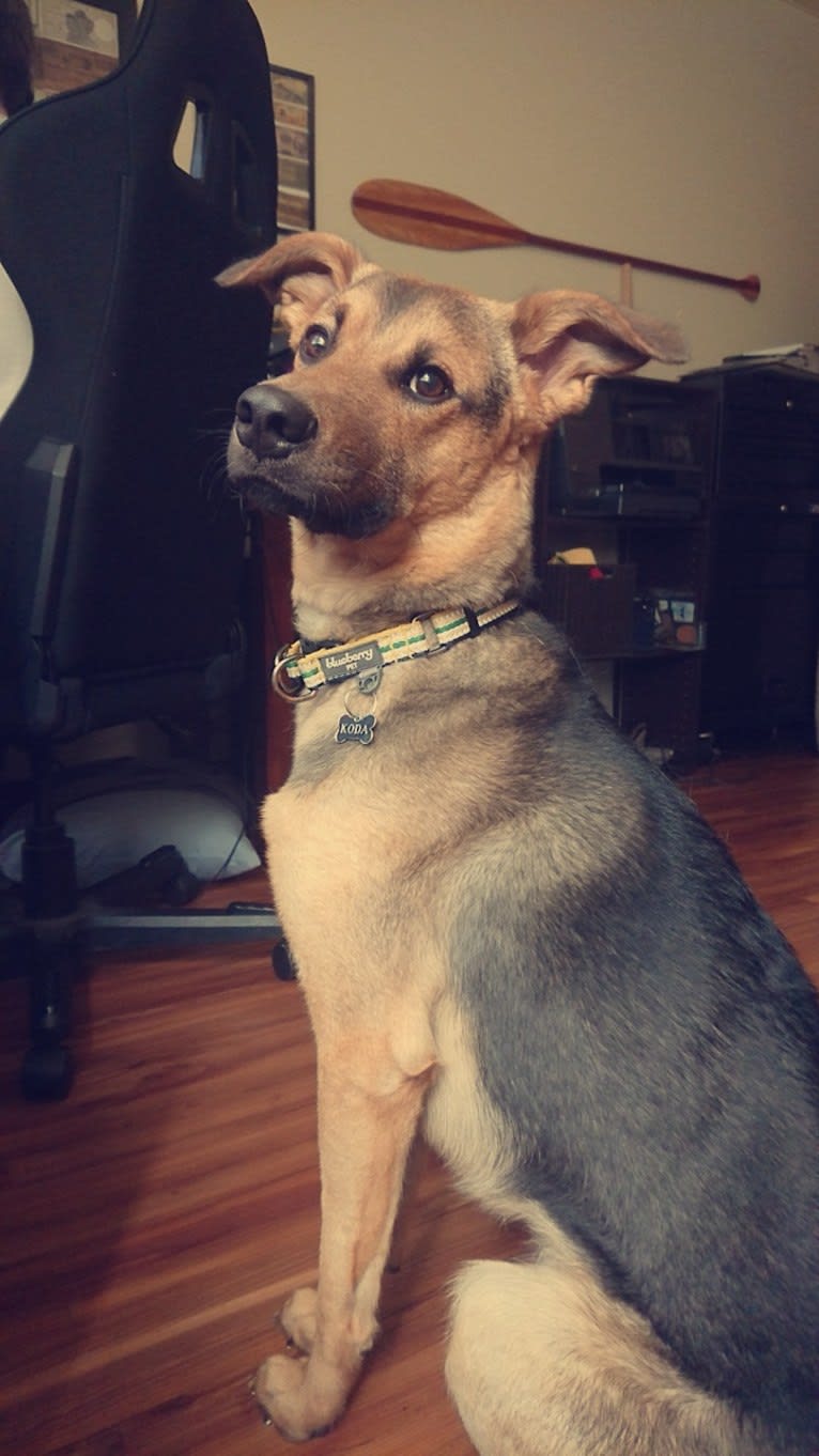 Koda (Simon), a Formosan Mountain Dog and Golden Retriever mix tested with EmbarkVet.com