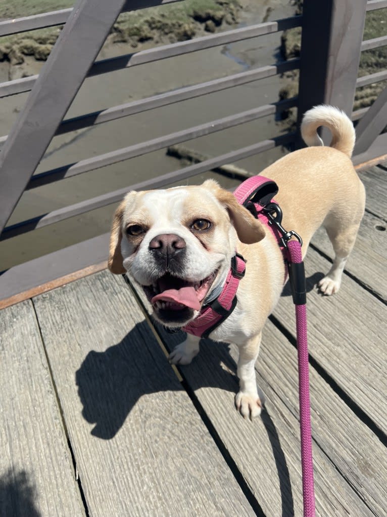 Honey, a Puggle tested with EmbarkVet.com